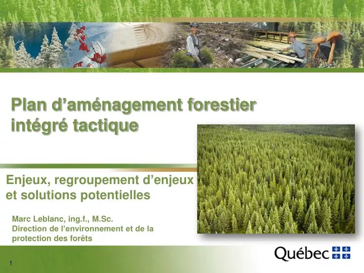 plan d am nagement forestier int gr tactique