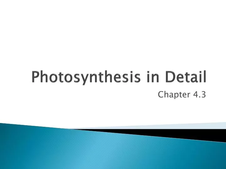 photosynthesis in detail