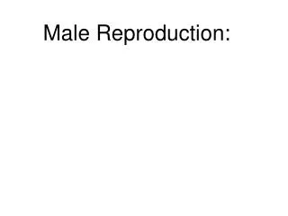 Male Reproduction: