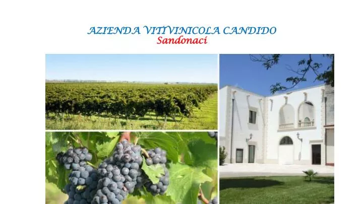 azienda vitivinicola candido sandonaci