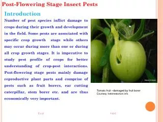 Post-Flowering Stage Insect Pests