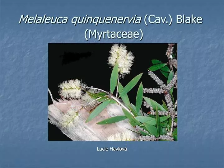 melaleuca quinquenervia cav blake myrtaceae