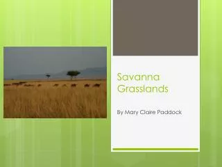 Savanna Grasslands