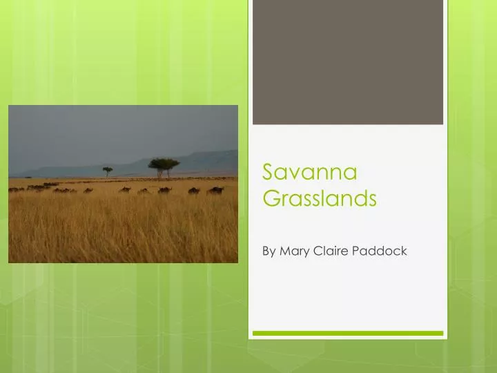 savanna grasslands