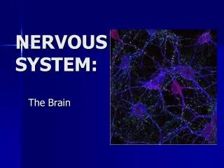 NERVOUS SYSTEM: