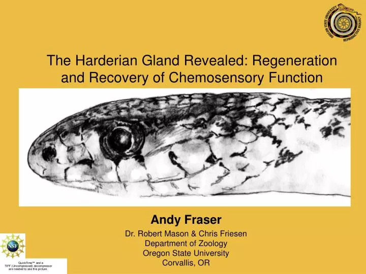 the harderian gland revealed regeneration and recovery of chemosensory function
