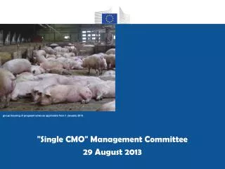 &quot; Single CMO &quot; Management Committee 29 August 2013
