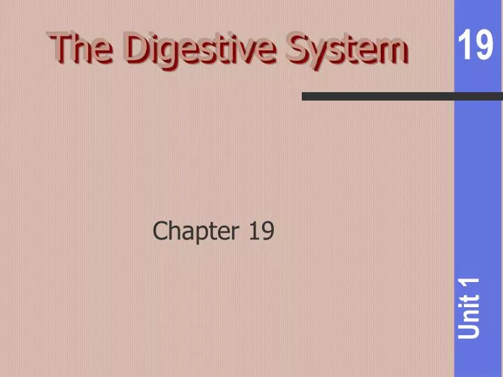 the digestive system