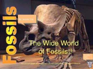 The Wide World 	 of Fossils!!