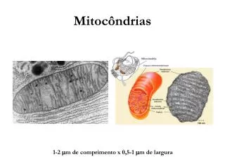 mitoc ndrias