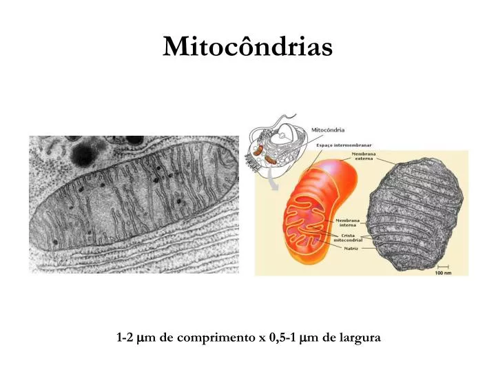 mitoc ndrias