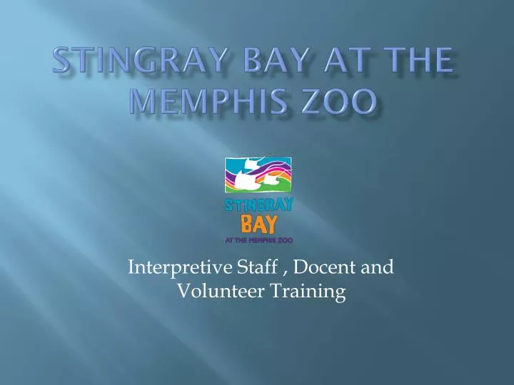 stingray bay at the memphis zoo