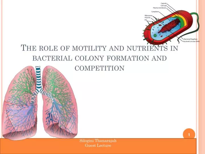 the role of motility and nutrients in bacterial colony formation and competition