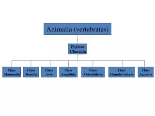 Animalia (vertebrates)
