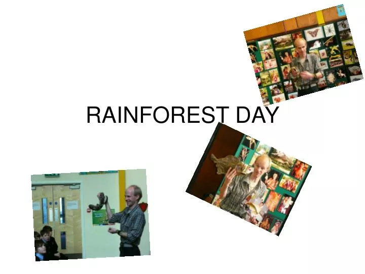 rainforest day