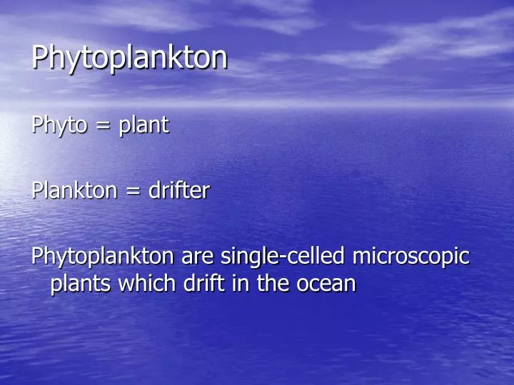 phytoplankton