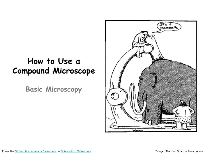 how to use a compound microscope basic microscopy
