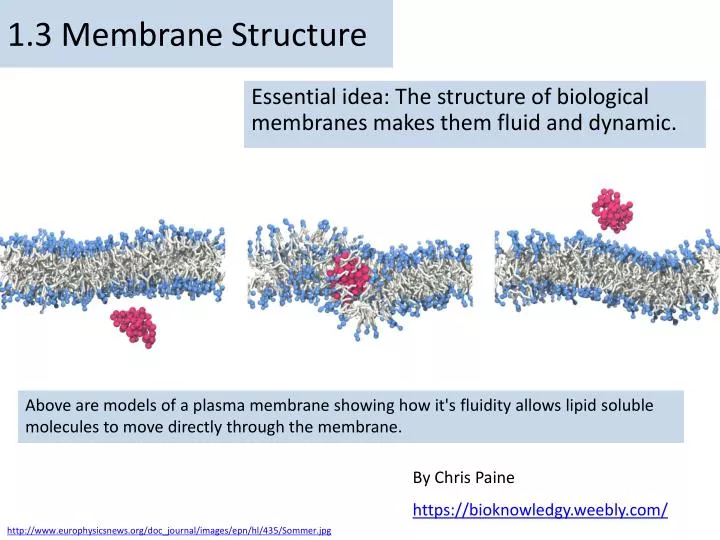1 3 membrane structure