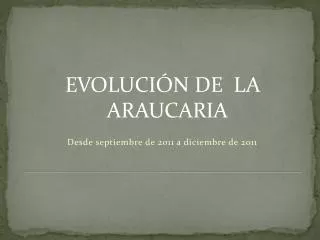 evoluci n de la araucaria