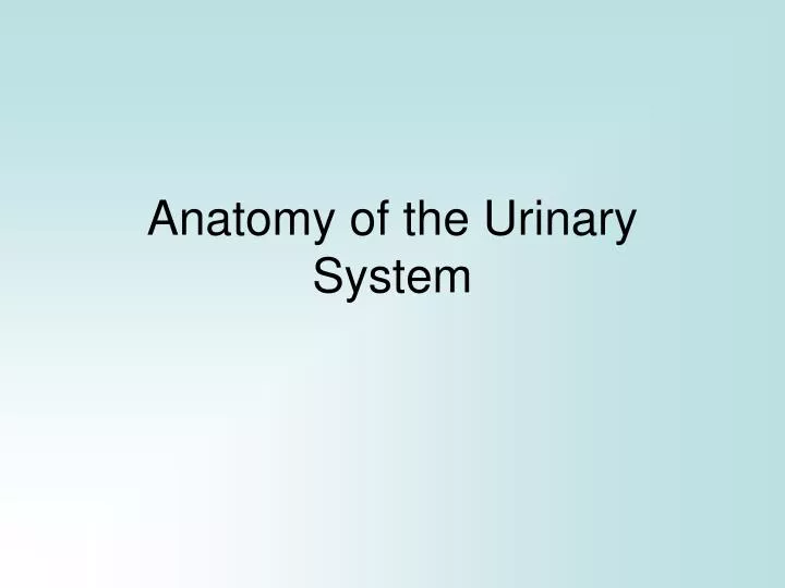 anatomy of the urinary system
