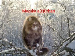 macska a z rben