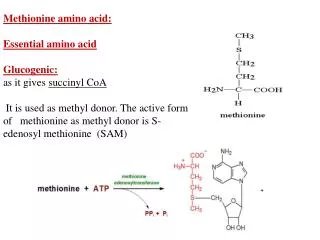 Methionine amino acid: Essential amino acid Glucogenic: as it gives succinyl CoA