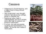 Cassava - slide 1