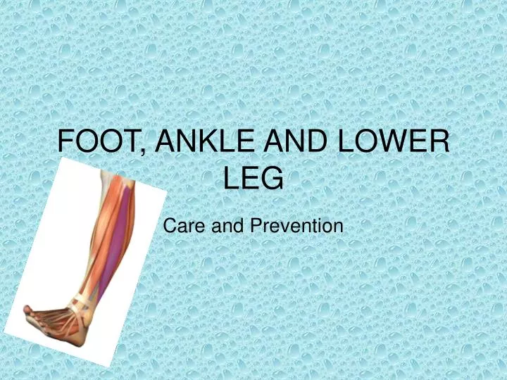 foot ankle and lower leg