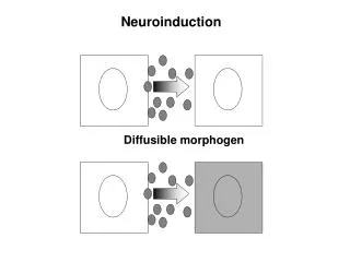 Diffusible morphogen