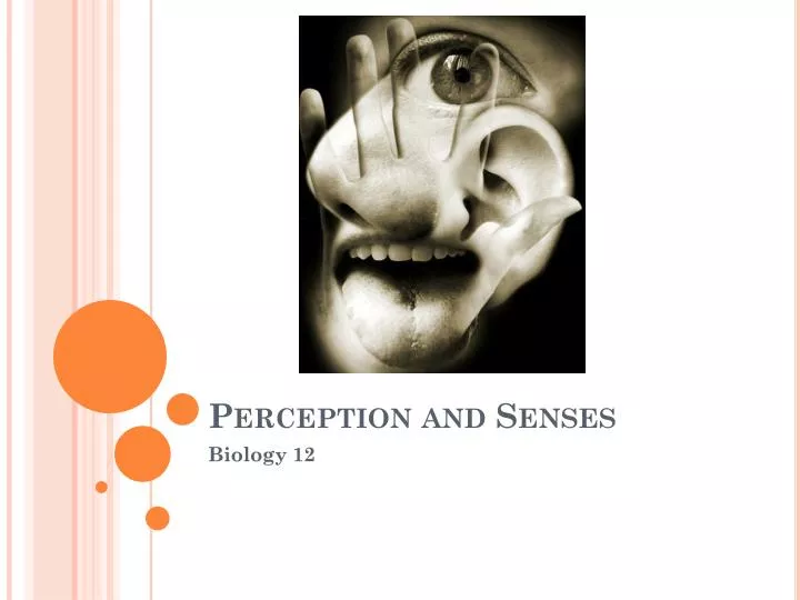 perception and senses