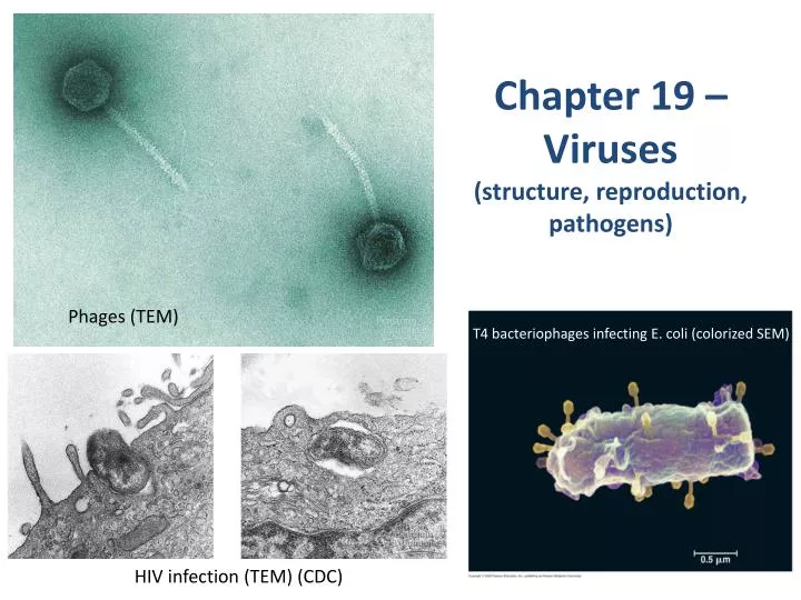 chapter 19 viruses structure reproduction pathogens