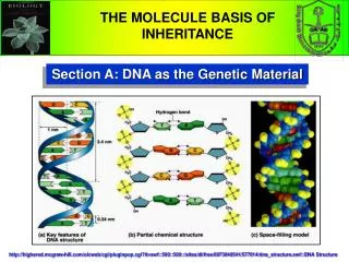Section A: DNA as the Genetic Material