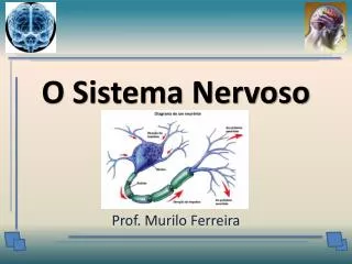o sistema nervoso