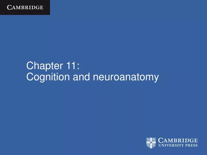 chapter 11 cognition and neuroanatomy