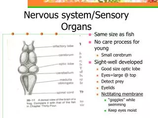 Nervous system/Sensory Organs