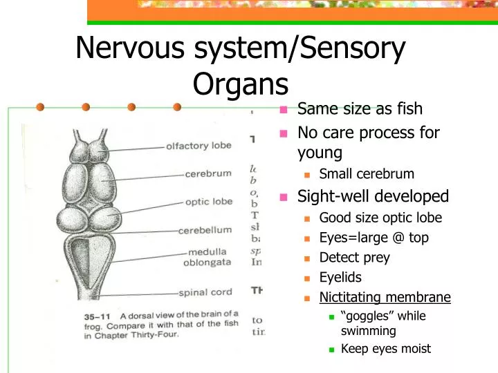 nervous system sensory organs