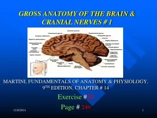GROSS ANATOMY OF THE BRAIN &amp; CRANIAL NERVES # 1