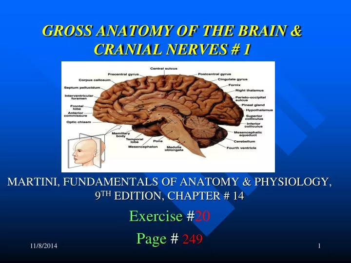 gross anatomy of the brain cranial nerves 1