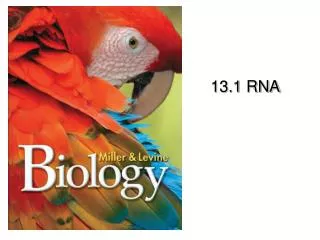 13 1 rna