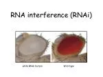 RNA interference (RNAi) - slide 1