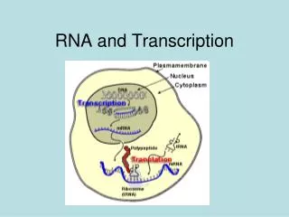 RNA and Transcription