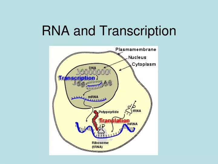 rna and transcription