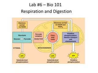Respiration and Digestion
