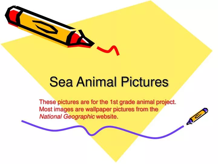 sea animal pictures