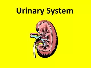 Urinary System