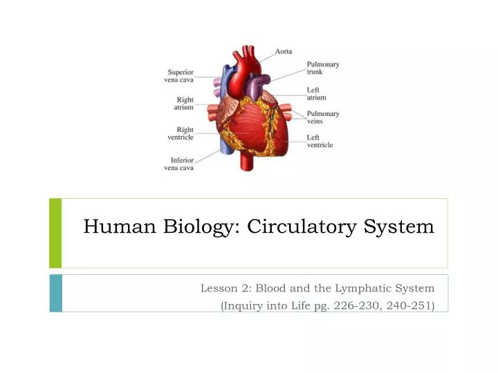 human biology circulatory system