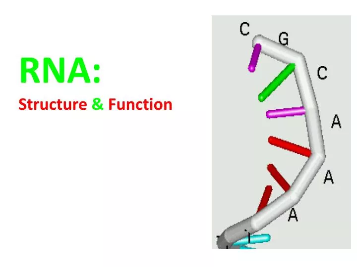 rna structure function