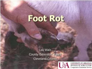 Foot Rot