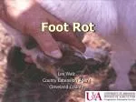 Foot Rot - slide 1