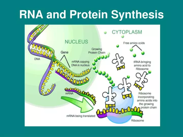 rna and protein synthesis